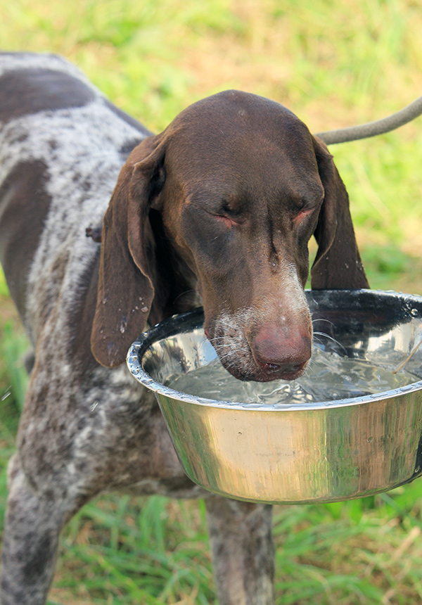Give your dog plenty of water in summer