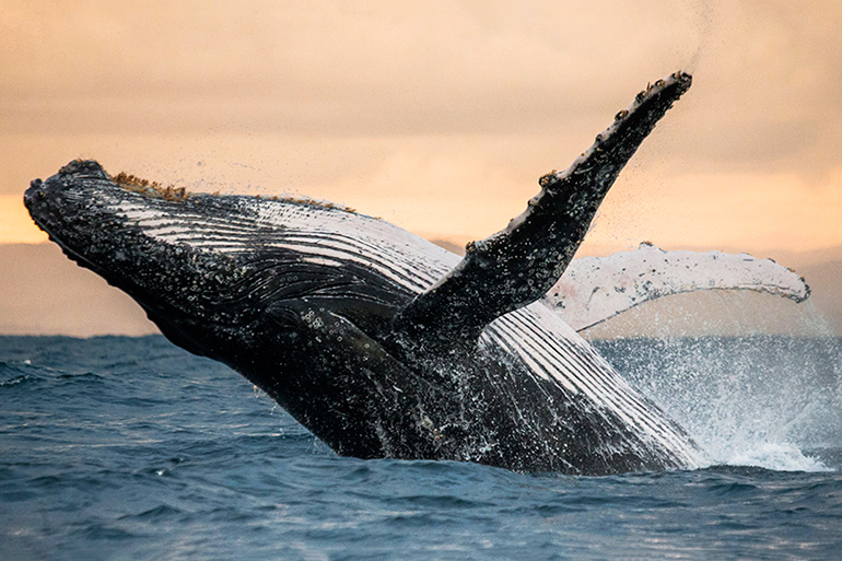 Humpback whale breaching