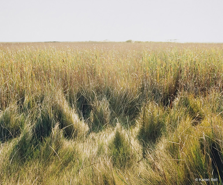"Grass Pattern" by Karen Bell at Alex Ferrone Gallery