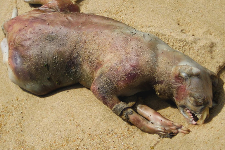 The original Montauk Monster image
