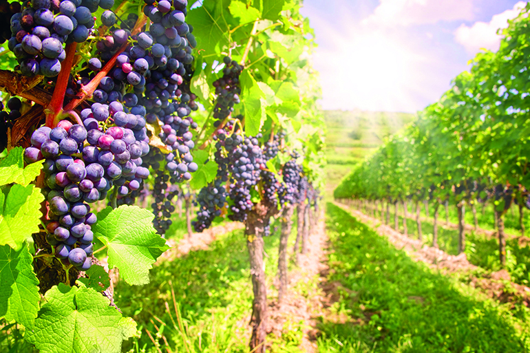 Enjoy a relaxing day in the vineyards, Photo: Delcreations/123RF