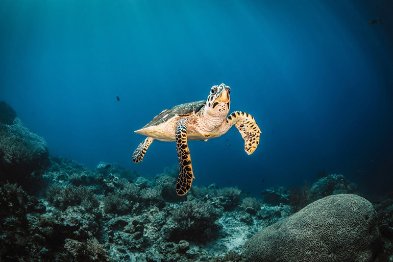 "Turtle Reef" by Shawn Heinrichs