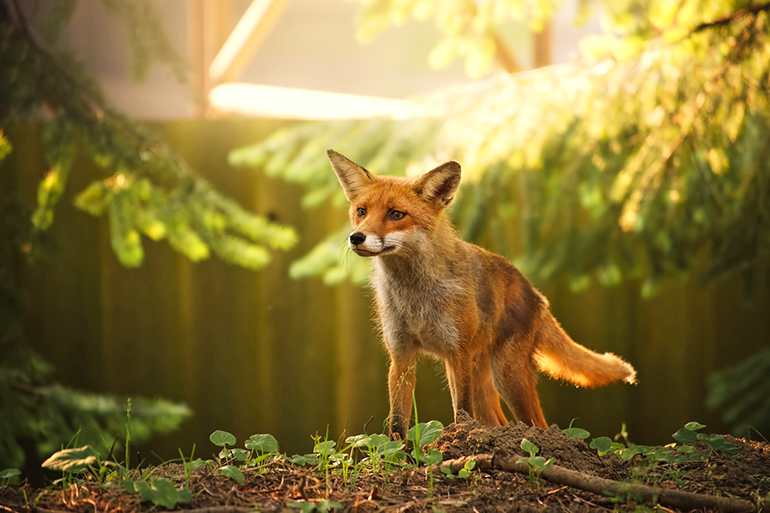 Meet resident animals at Quogue Wildlife Center, Photo: Linux87/123RF