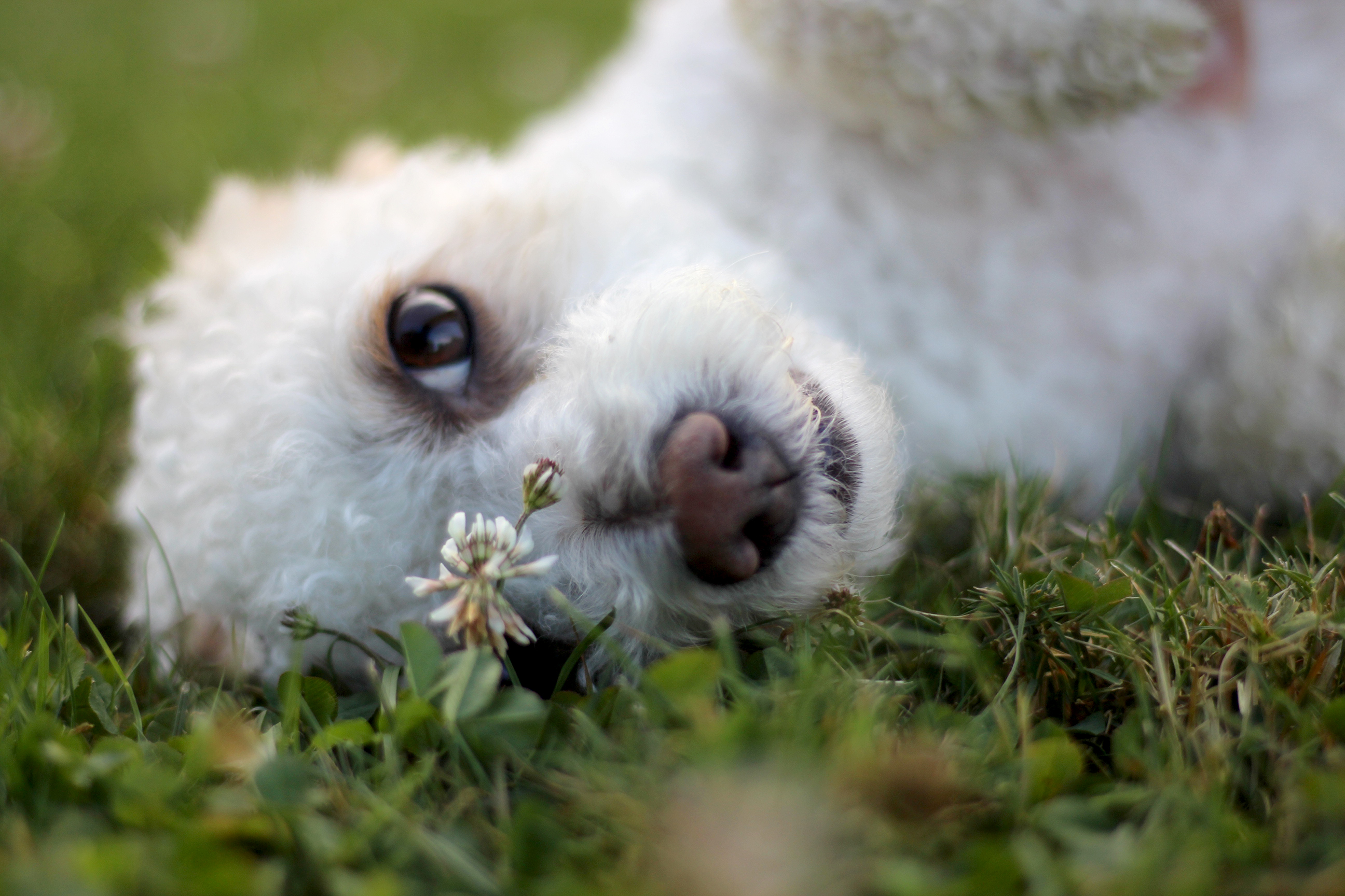 Sparrow bichon frise in grass