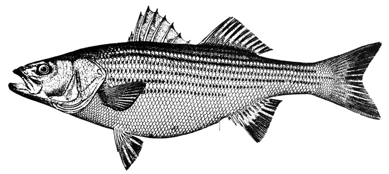 Striped Bass
