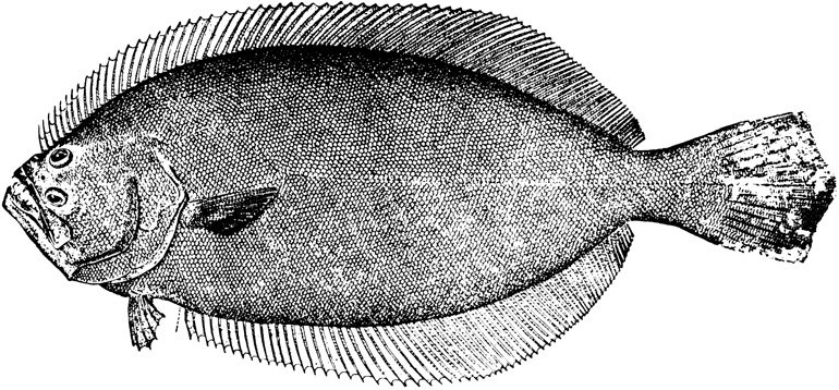 Summer Flounder (Fluke)
