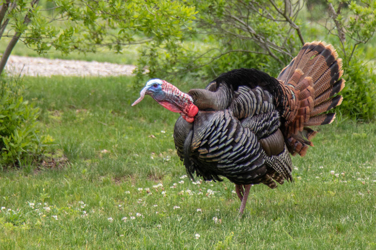 Wild turkey at Sylvester Manor