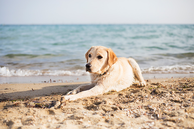 Yellow Lab dog on the beach