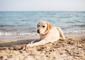 Yellow Lab dog on the beach