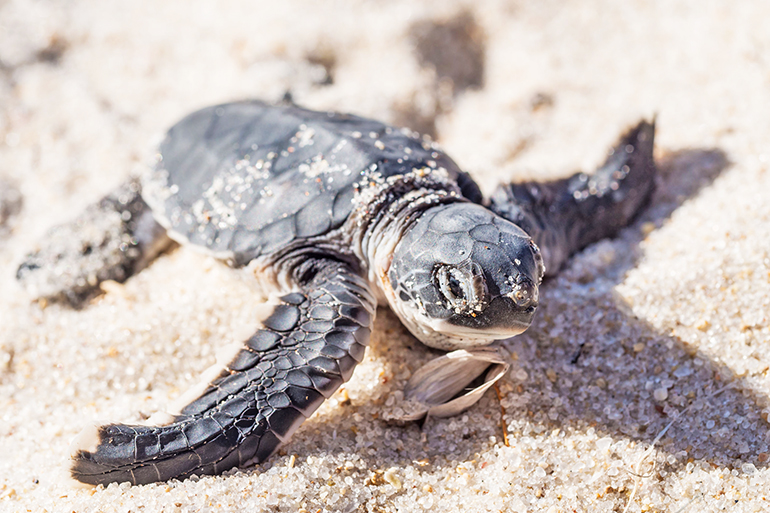43848433 - small green sea turtle chelonia mydas
