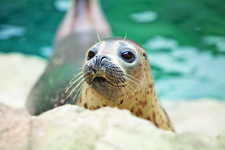 47827693 - phoca harbor seal