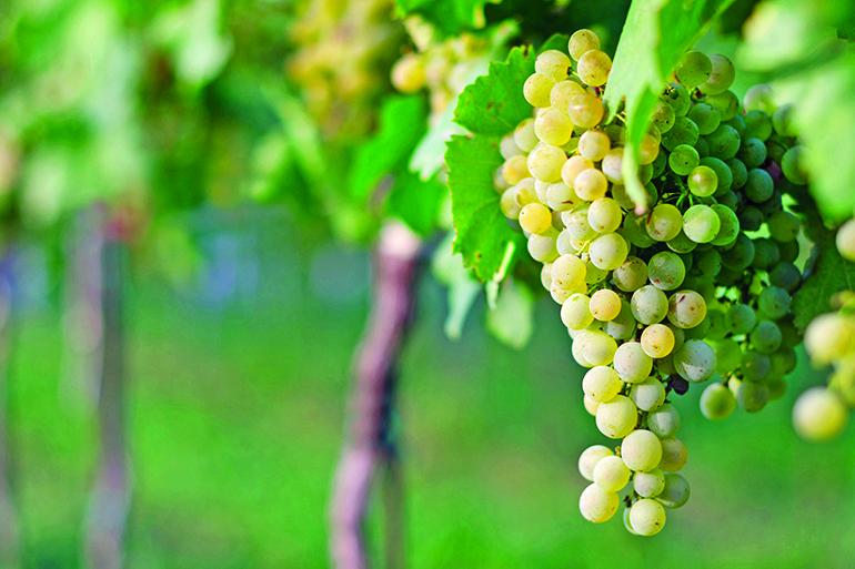 47710662 - view of vineyard row with bunches of ripe white wine grapes. wonderful photo with selective focus and space for text.