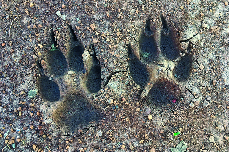 The footprints of a big dog in dried mud. Shot with an iPhone.