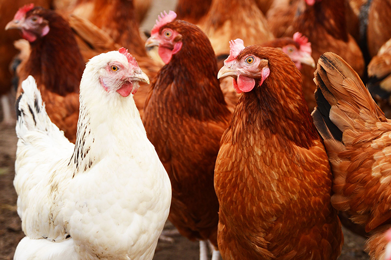 traditional free range chicken farming