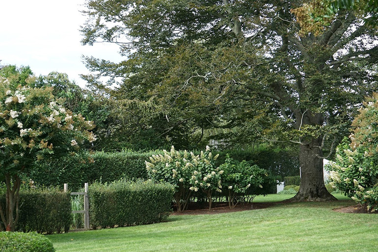 Fenelon Landscapes property trees and lawn