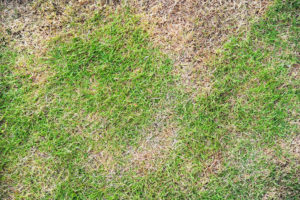 Grass lawn with brown spot