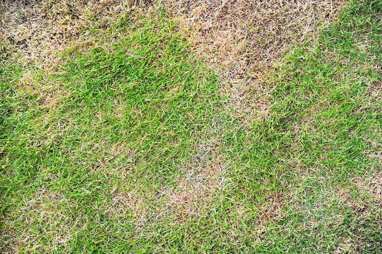 What Causes Brown Spots On Your Lawn Or Turf How Do You Fix It