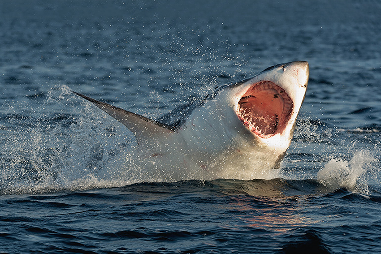 Great white shark breaching surface