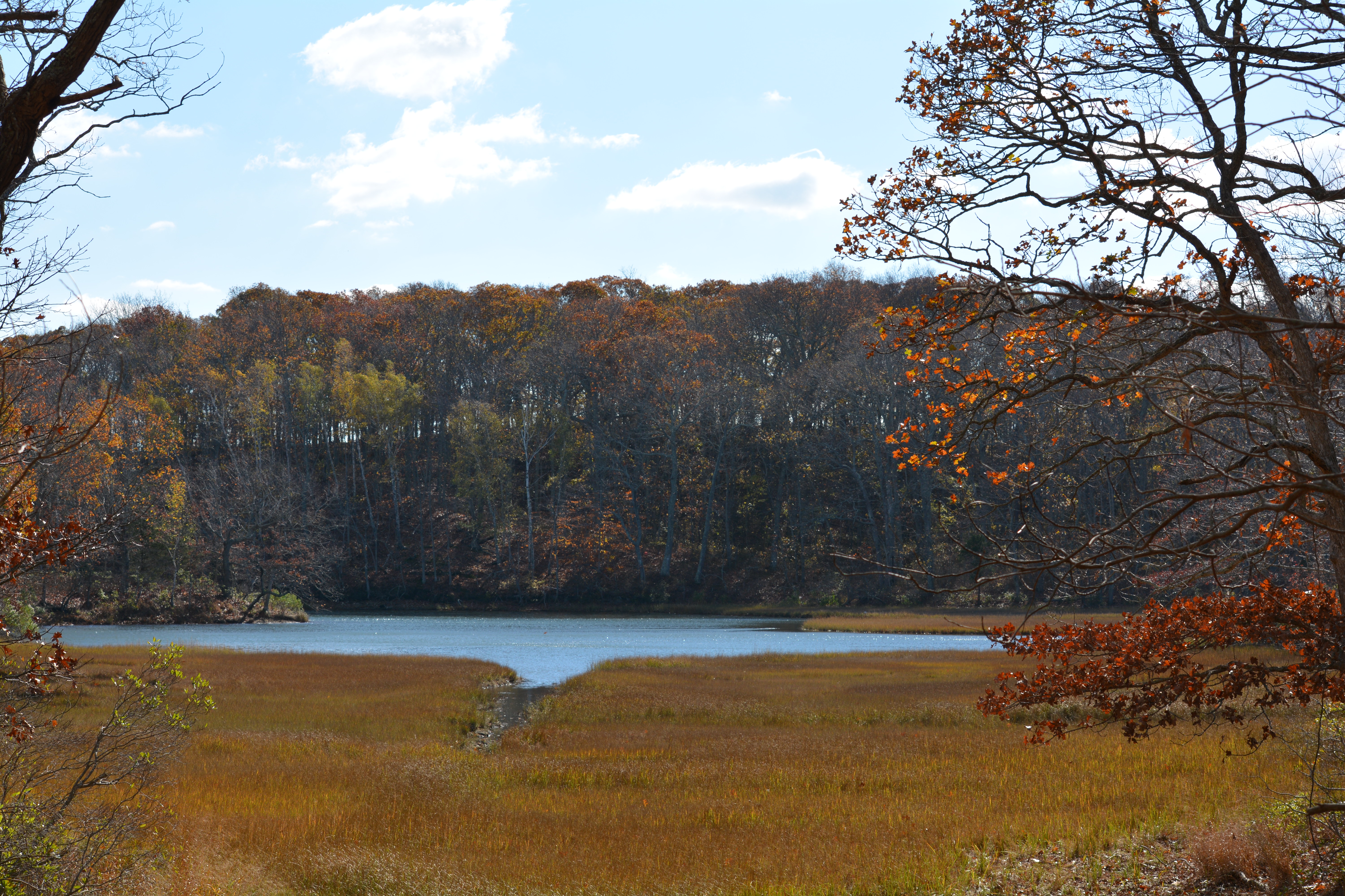 Mashomack Preserve, Photo: Xylia Serafy