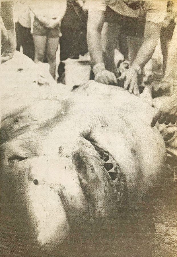 Frank Mundus's famous great white shark