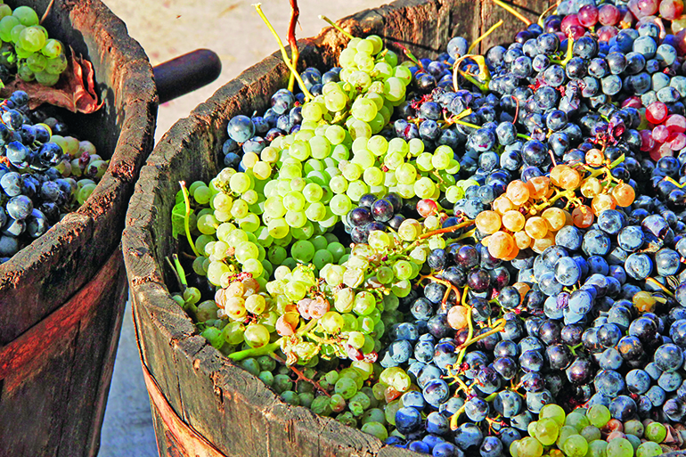34451087 - harvesting grapes: ripe grapes inside a bucket
