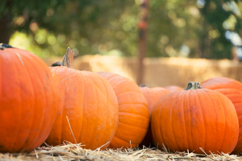 Pumpkins