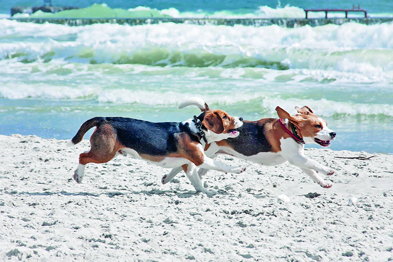 98024288 - dog beagle breeds having fun on the sand of the seashore.