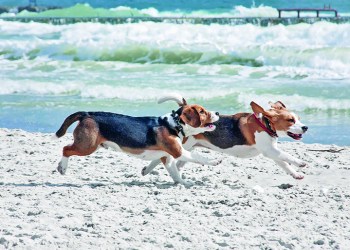98024288 - dog beagle breeds having fun on the sand of the seashore.
