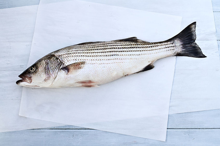 Striped bass