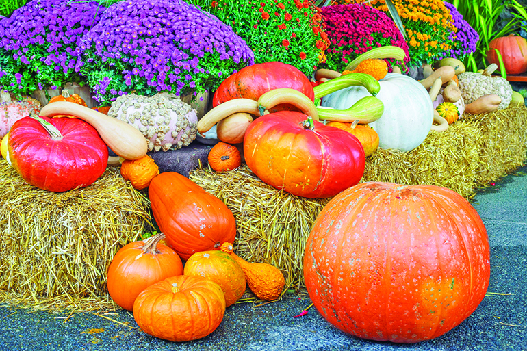 32230822 - fall produce arranged on a display during thanksgiving season