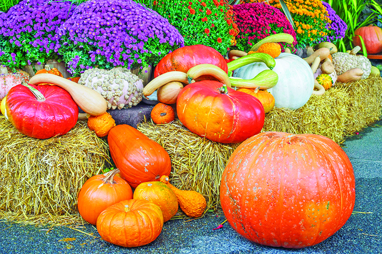 32230822 - fall produce arranged on a display during thanksgiving season