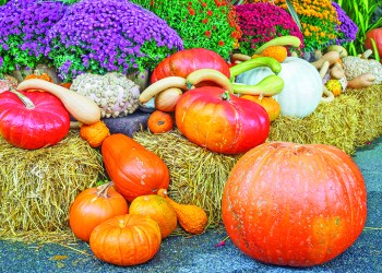 32230822 - fall produce arranged on a display during thanksgiving season