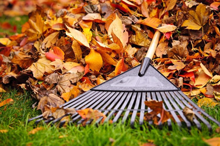 16556694 - pile of fall leaves with fan rake on lawn
