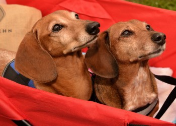 Bella and Jack