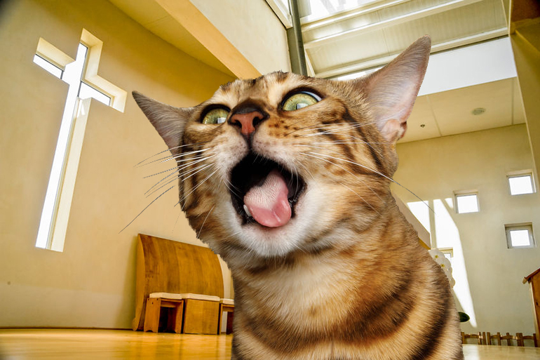 Blessing of the Animals cat goes crazy at church