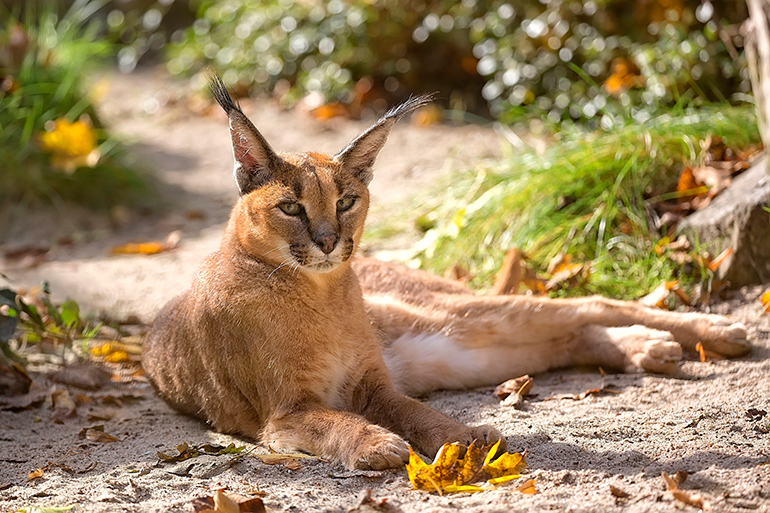 Caracal wild cat