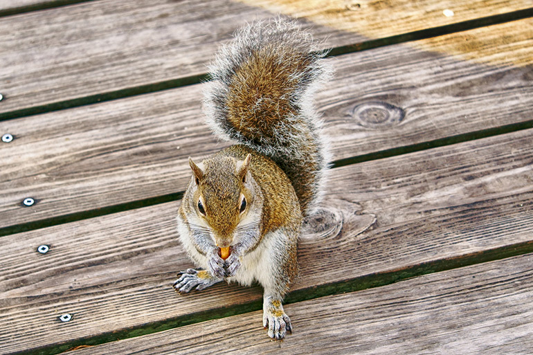 Squirrel eating a nut on a wooden deck