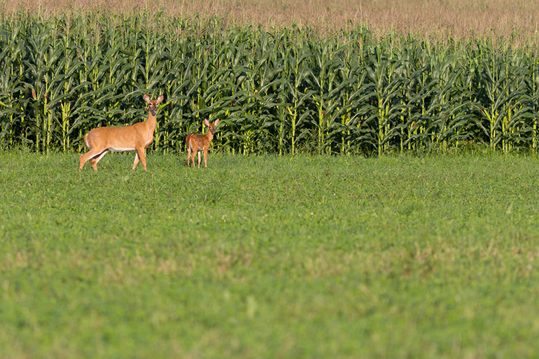 Deer - doe and fawn by cornfield