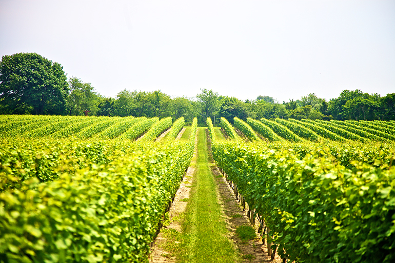 Sparkling Pointe Vineyard, Photo: Courtesy Sparkling Pointe