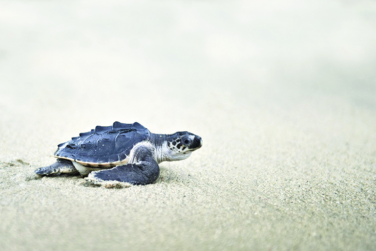 15921317 - young olive ridley lepidochelys olivacea