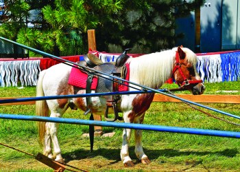 Photo: Ralph Fiskness/123RF horse pony ride