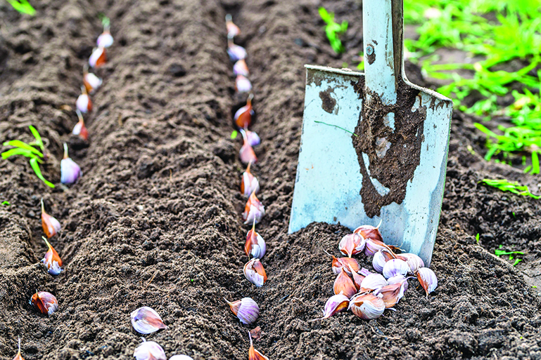 66352930 - planting garlic in the vegetable garden. autumn gardening.