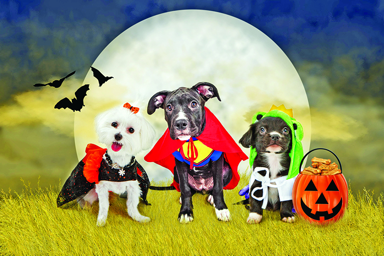 47229843 - three cute little puppy dogs dressed in halloween costumes sitting in a field at night