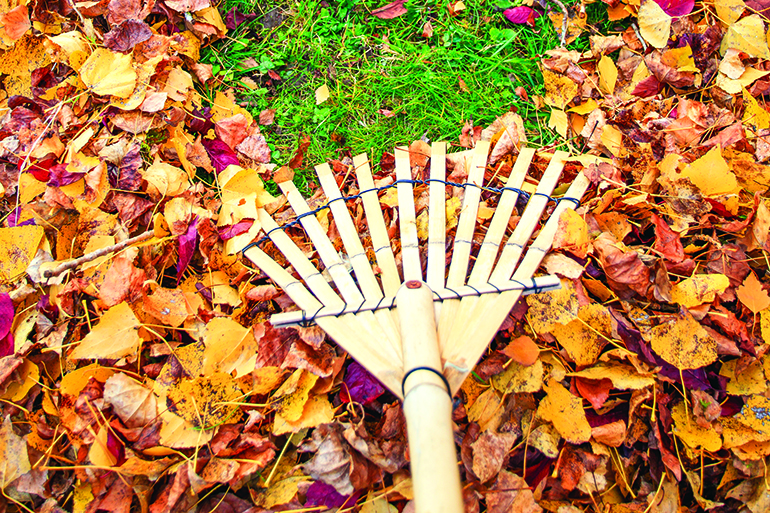 Raking fall leaves from lawn with a bamboo leaf rake in autumn, France