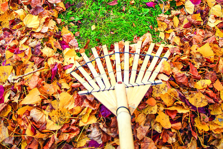 Raking fall leaves from lawn with a bamboo leaf rake in autumn, France