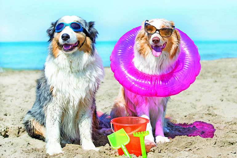 dogs standing on the beach, in France