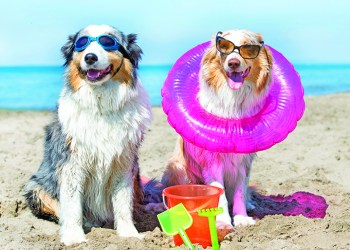 dogs standing on the beach, in France