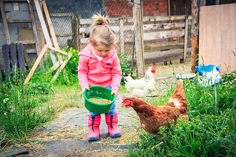 41325959 - little girl feeding chickens in front of farm