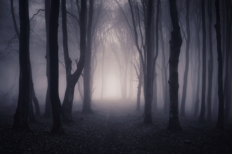 46723702 - path trough a dark mysterious forest with fog on halloween