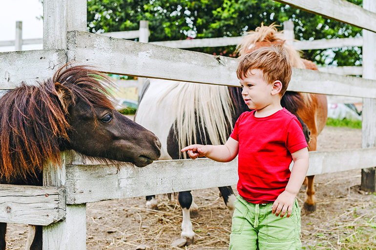 Toddler boy pointing his finger at pony horse at animal farm. Outdoor fun for kids. Child try to touch pony's nose